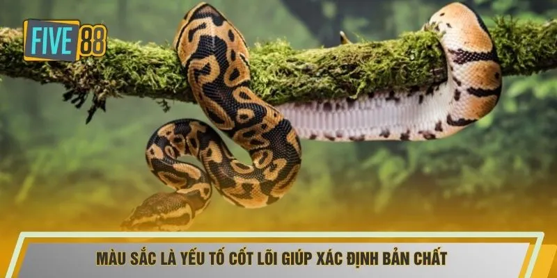 Màu sắc là yếu tố cốt lõi giúp xác định bản chất
